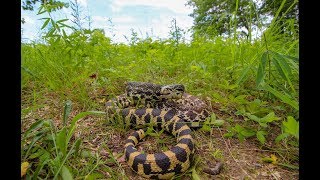 The Angriest Snake in the Midwest quotKankakeequot Bull Snake [upl. by Bogosian]