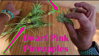 Florida Backyard Gardening quotDwarf pink pineapple picking dayquot [upl. by Had729]