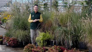 PETITTI A Guide to Perennial Ornamental Grasses  10 Types to Grow [upl. by Akcimat]