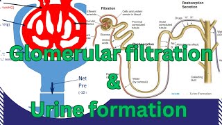 Glomerular FiltrationUrine FormationNephron StructureGFRNet filtration pressureNEPEFPGF rate [upl. by Ived]