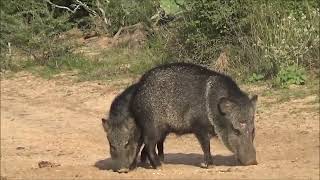 Graphic Kill Shot  Javelina Hunt South Texas [upl. by Olaznog]