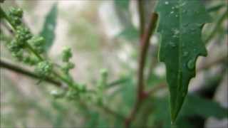 Spear Saltbush Atriplex patula  Common Orache  20130822 [upl. by Deirdre]