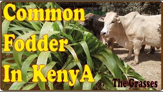 Common Livestock Fodder Sources In Kenya Pt 1  The Grasses [upl. by Acilef582]