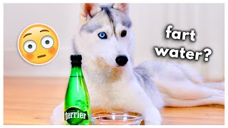 HUSKY Tries Fizzy Water for the First Time Does she like it [upl. by Prussian]