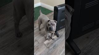 adorable Shar pei puppys favorite time of the day 🥹🙈 dogshorts puppyvideos sharpei [upl. by Edelman]