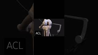 ACL Anterior Cruciate Ligamentsubscribe anatomy physioterapy kneepain exercise kneeexercise [upl. by Niawd]