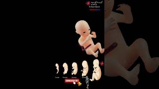 Fetal Growth Embryonic Development Week by Week [upl. by Strong]