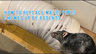 how to replace chewed rodent damaged waste pipe [upl. by Anairam817]