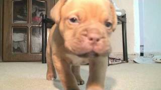 dogue de bordeaux puppy 5 weeks [upl. by Tully]