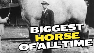 The Largest Horse Ever Recorded Was Bigger Than a Car [upl. by Lelith]