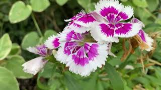 Dianthus Plant Profile [upl. by Teyut263]