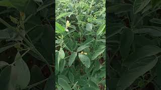 Pigeon Pea  Proteinaceous Pulse nature plants protein delicious shorts [upl. by Anaigroeg]