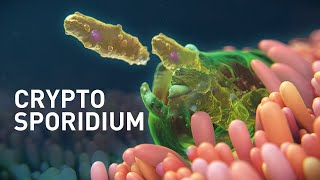 Cryptosporidium Infected Organoids  MoD Animation  Science Animation  MoA Animation [upl. by Candless]