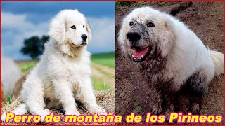 Perro de MONTAÑA de los PIRINEOS 2020 [upl. by Lohner]