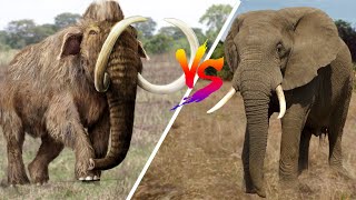 Woolly Mammoth VS Elephant [upl. by Sipple]