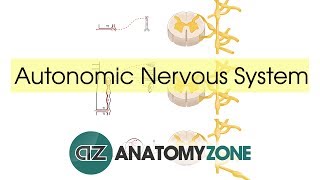 Autonomic Nervous System Introduction [upl. by Eolande]