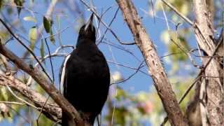 Australian Magpie Sound [upl. by Anirtep26]