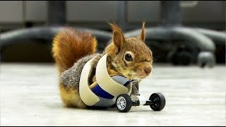 Turkish squirrel who lost front paws gets prosthetic set of wheels [upl. by Ahseiuqal]