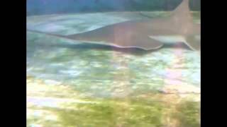 How a sawfish uses its saw [upl. by Lleryd803]