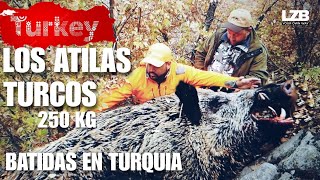 TURQUIA BATIDAS DE GRANDES JABALÍES‼️JABALIES DE 250 KG [upl. by Carce]