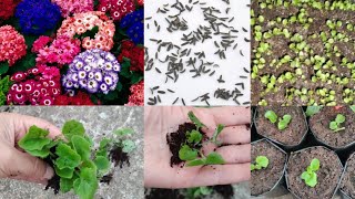 Cineraria Flowers From Tiny Seedlings to Colorful Blooms [upl. by Veneaux]