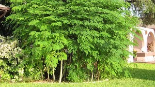 Árbol de Moringa y sus beneficios Cap 275 [upl. by Siward]