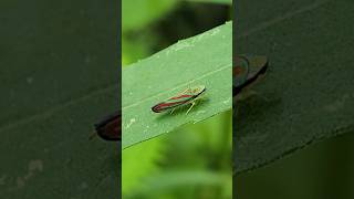 Bug  Candystriped leaf hopper insect  Pure Raw Nature insects bug wildlife leafhopper [upl. by Canter215]