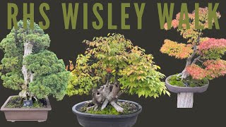 Bonsai at Wisley [upl. by Yedok]