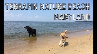 Terrapin Nature Beach With The Dogs  Nala The Labrador Retriever And Mari The Chihuahua Mix [upl. by Palecek]