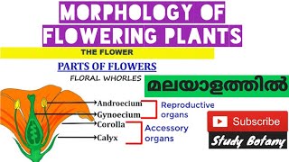 THE FLOWER  PARTS SYMMETRY BRACT MORPHOLOGY OF FLOWERING PLANTS PLUS ONE BIOLOGY MALAYALAM7 SB [upl. by Ffirahs]