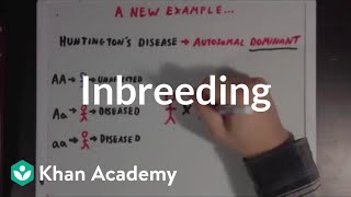 Inbreeding  Biomolecules  MCAT  Khan Academy [upl. by Reed]