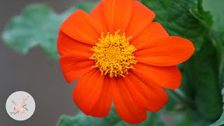 In the Garden Torch Tithonia Mexican Sunflower  Ornamental Cut Flower Gardening [upl. by Nylyaj]