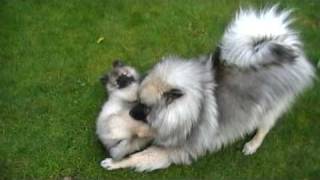 Keeshond amp Co [upl. by Assecnirp]