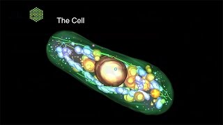 Cell Biology and Biophysics at EMBL [upl. by Kcirdnekel]