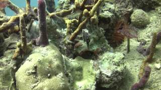 Seahorse 2 in Bocas del Toro  Panama [upl. by Humfrid]