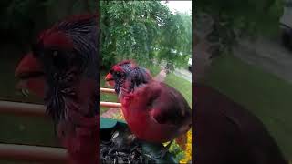 Molting Cardinal shorts cardinal birdwatching birdlovers naturelovers wildlife [upl. by Brion]