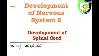 Development of Spinal Cord [upl. by Nannerb829]