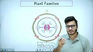 L7 Plant Families Fabaceae Solanaceae amp Liliaceae  Morphology in Flowering Plants 11th Class [upl. by Shaw]