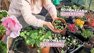 Rozmnażanie supertunii  Pikowanie pelargonii  Przesadzanie pelargonii  ogród przydomowy [upl. by Caril14]