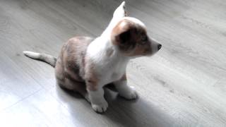 Cardigan Welsh Corgi 8 weeks pup bark command [upl. by Millard]