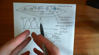 Smooth Muscle Contraction Part 4 [upl. by Assina]