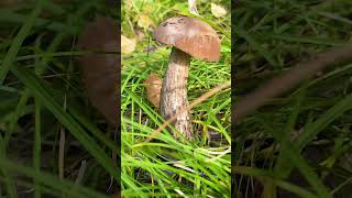 Boletus Edulis  Beautiful Mushrooms [upl. by Zohara]