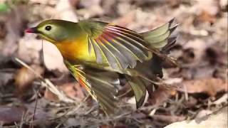 ソウシチョウ《日本の侵略的外来種ワースト100選定種》：相思鳥：Leiothrix lutea： Red billed leiothrix－有馬富士公園－2018 12 21 [upl. by Sergeant193]