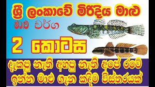 Sri Lankas Fresh water fish ලංකාවෙ මිරිදිය ජලයෙ ඉන්න මාළු [upl. by Gone991]