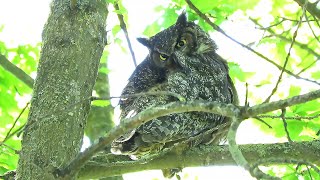 Great Horned Owl Preening [upl. by Pam387]