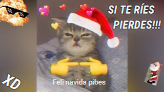 LOS MEJORES VÍDEOS GRACIOSOS⭐  Si te RÍES PIERDES XD 9 😻🎄 [upl. by Esimaj]