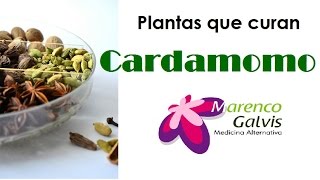 Plantas que curan Cardamomo Propiedades y Beneficios Medicina Alternativa [upl. by Key]