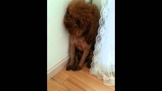 Funny Dog Sulking Because Told to Stand in Corner [upl. by Justinn]