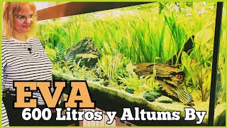 ACUARIO de 2 METROS y 60O LITROS con ALTUM [upl. by Anneis]