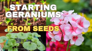 How to Grow Geraniums from Seeds for Early Blooms🍃🌸 sowing geranium  pelargonium seeds [upl. by Amand974]